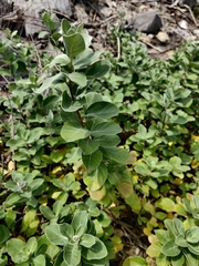 Vitex trifolia subsp. litoralis image