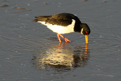 Haematopus ostralegus