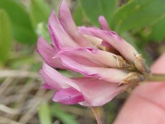 Trifolium parryi