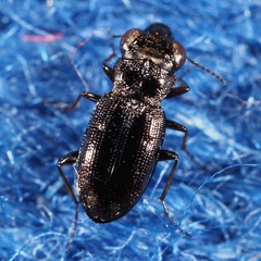 Notiophilus rufipes