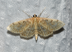 Anania quebecensis