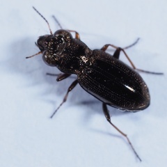 Notiophilus rufipes