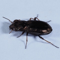 Notiophilus rufipes