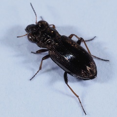 Notiophilus rufipes