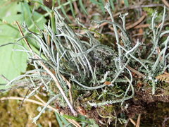 Cladonia rei