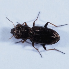 Notiophilus rufipes
