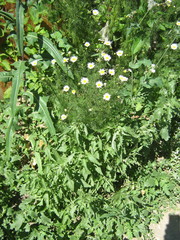Tripleurospermum inodorum