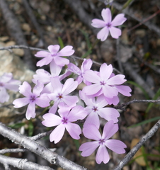 Phlox speciosa