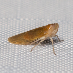 Juniperthia