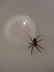 Araneomorphae