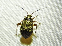 Taedia virgulata