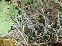 Cladonia rei