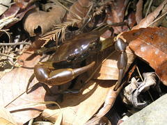 Pseudothelphusa dugesi