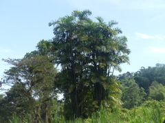 Bactris