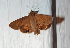 Litoprosopus futilis