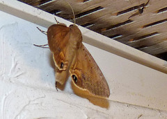 Litoprosopus futilis