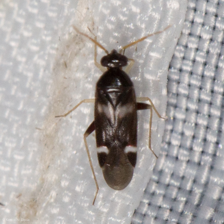 Tuxedo bicinctus