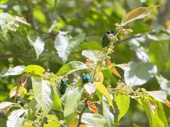Macraspis chrysis