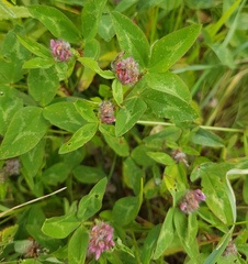 Trifolium medium