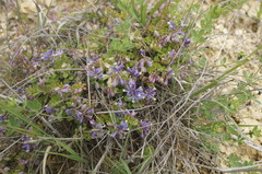 Polygala supina supina