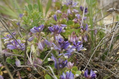 Polygala supina supina