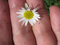 Tripleurospermum inodorum