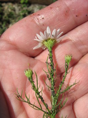 Tripleurospermum inodorum