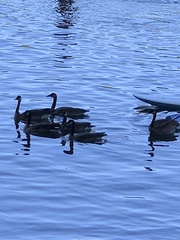 Branta canadensis