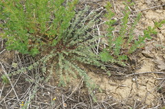 Andrachne telephioides