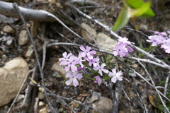 Phlox speciosa
