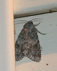Acronicta rubricoma