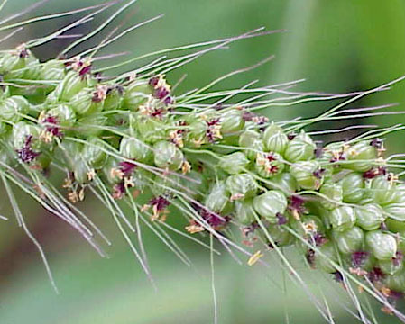Large-spike Bristlegrass
