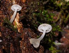 Roridomyces austrororidus