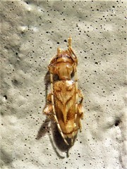 Obrium maculatum