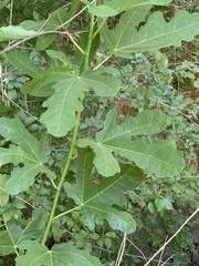 Ficus carica