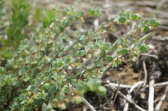 Andrachne telephioides