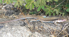 Aspidoscelis sackii