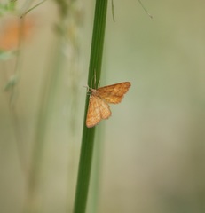 Idaea serpentata
