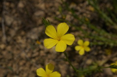 Linum nodiflorum