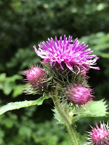 Carduus personata (Carduus personata)