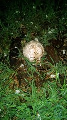 Mycenastrum corium