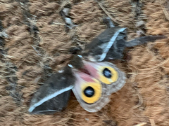 Automeris zephyria