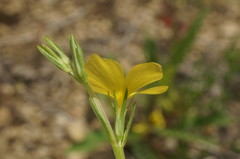Linum nodiflorum