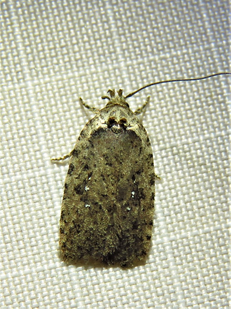 Clay-colored Agonopterix Moth