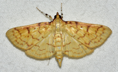 Polygrammodes flavidalis
