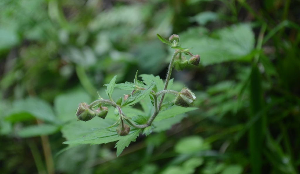 Geum geniculatum