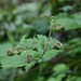 Bent Avens - Photo (c) Evan M. Raskin, some rights reserved (CC BY), uploaded by Evan M. Raskin