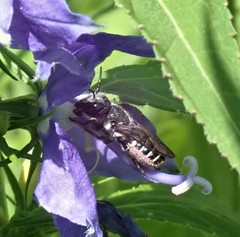 Megachile campanulae