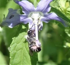 Megachile campanulae