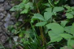 Geum geniculatum